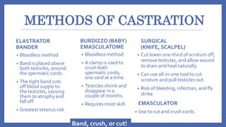 Elastrated Testicles